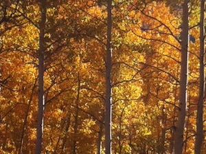 fall trees 2