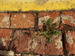 bricks dandelion